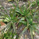 Aloe sp 4 JL (b) P1120491.JPG